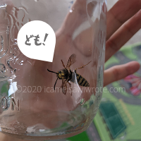 wasp in a jar